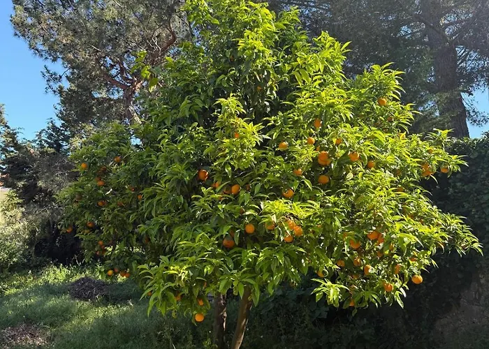 Azurenting - Bastide Solea - 1 Chambre - Terrasse شقة كان