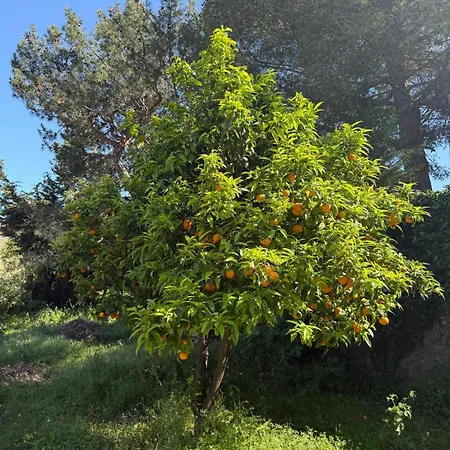 Bastide, Lägenhet Cannes
